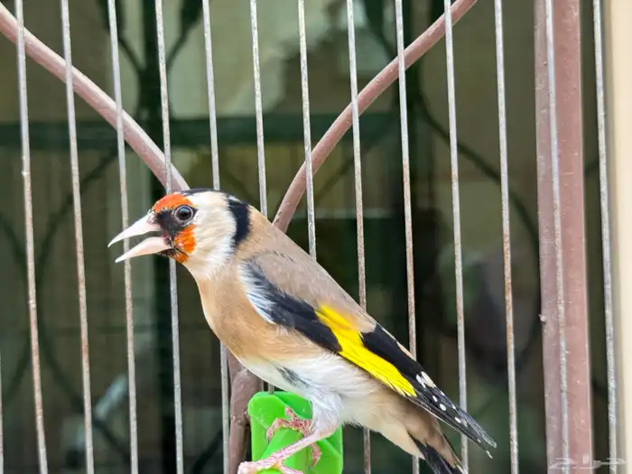 انثى حسون سورية جاااهزة . تم البيع 1