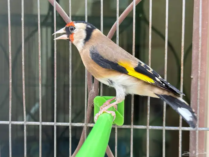 انثى حسون سورية جاااهزة . تم البيع 2