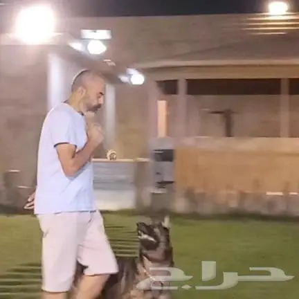 تدريب الكلاب وتعديل السلوك 0