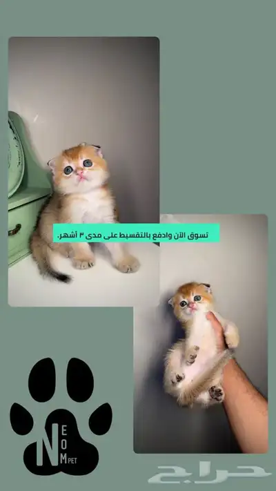 سكوتش فولد كيتن قطه قطط بسه هملايا شيرازي قولد قطوه انثى ذكر 1