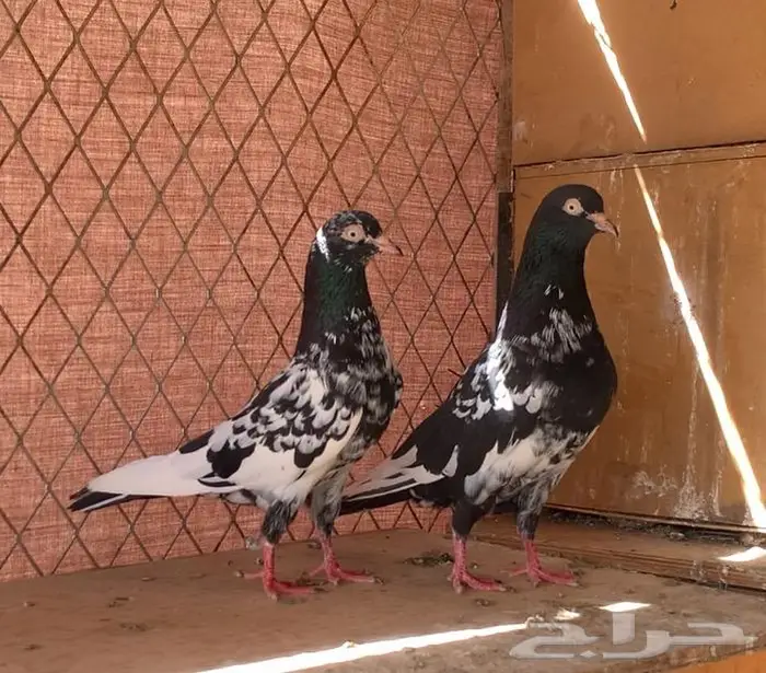 جوز رامبوري تم البيع 0