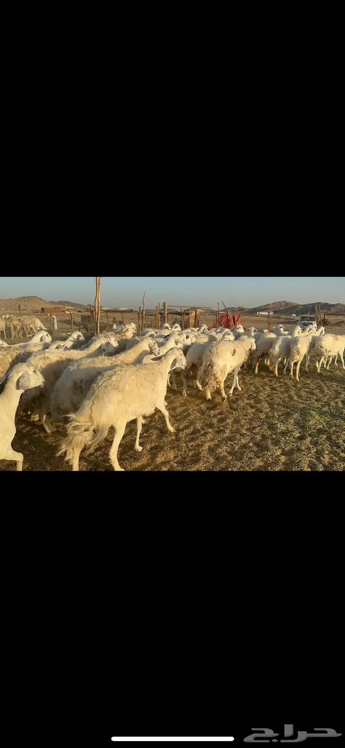 غنم حرية منوة القناي 70 بلفحل 0