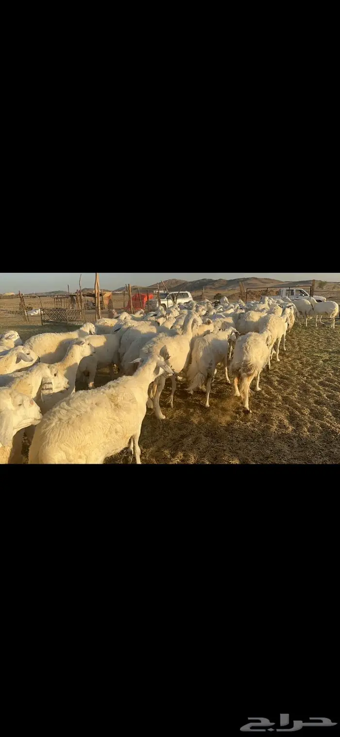 غنم حرية منوة القناي 70 بلفحل 2