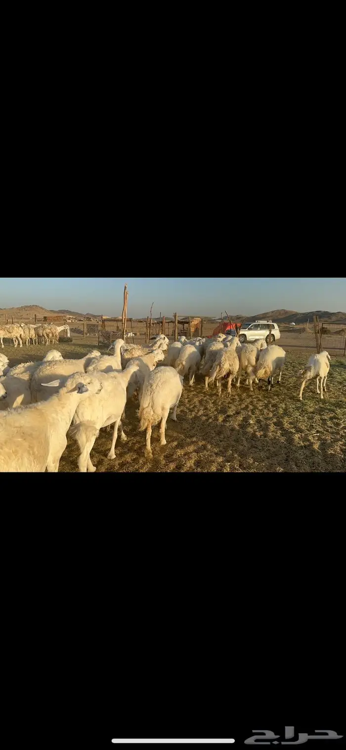 غنم حرية منوة القناي 70 بلفحل 1