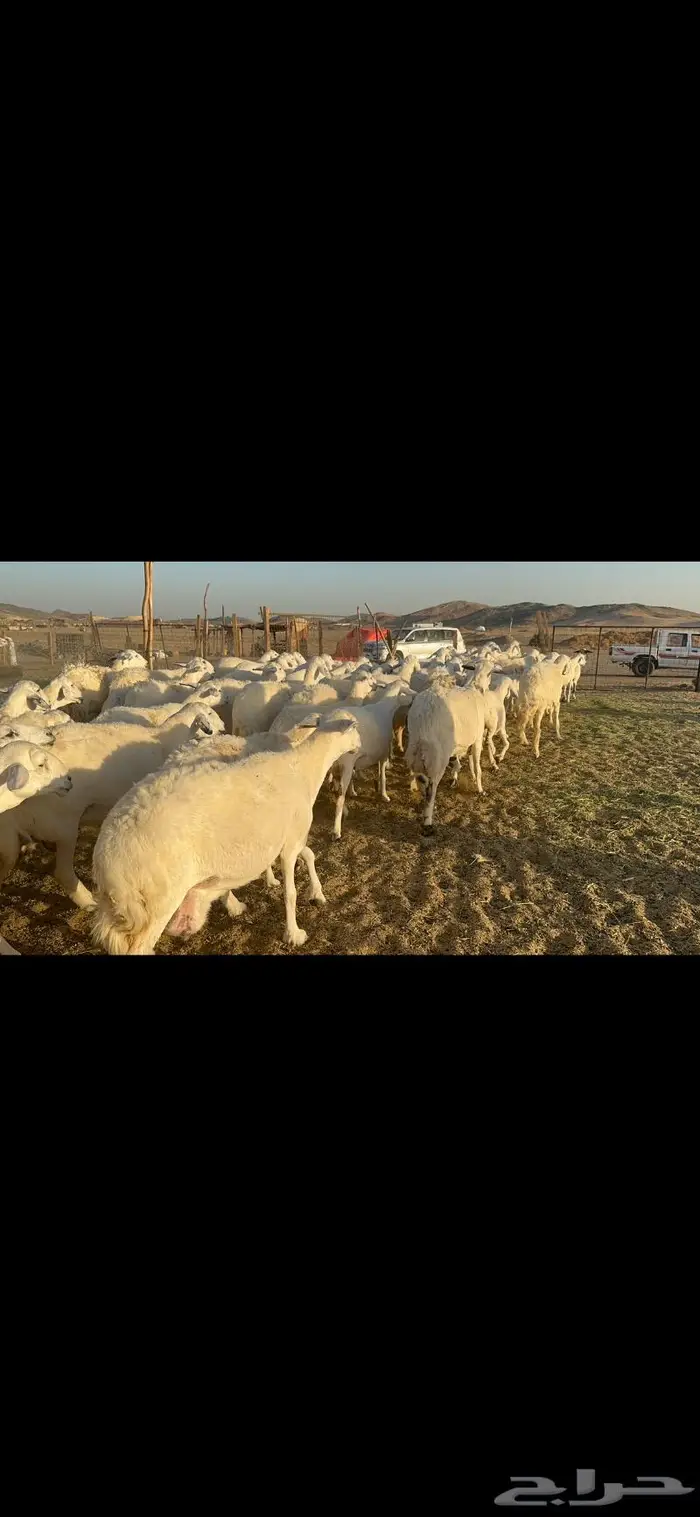 غنم حرية منوة القناي 70 بلفحل 4