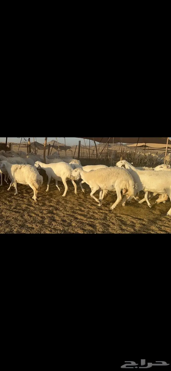 غنم حرية منوة القناي 70 بلفحل 3