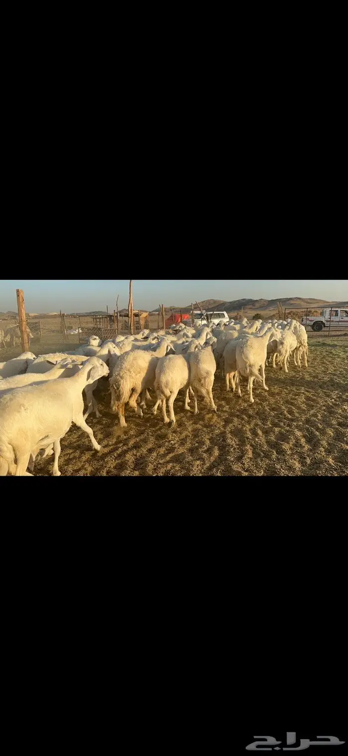 غنم حرية منوة القناي 70 بلفحل 7