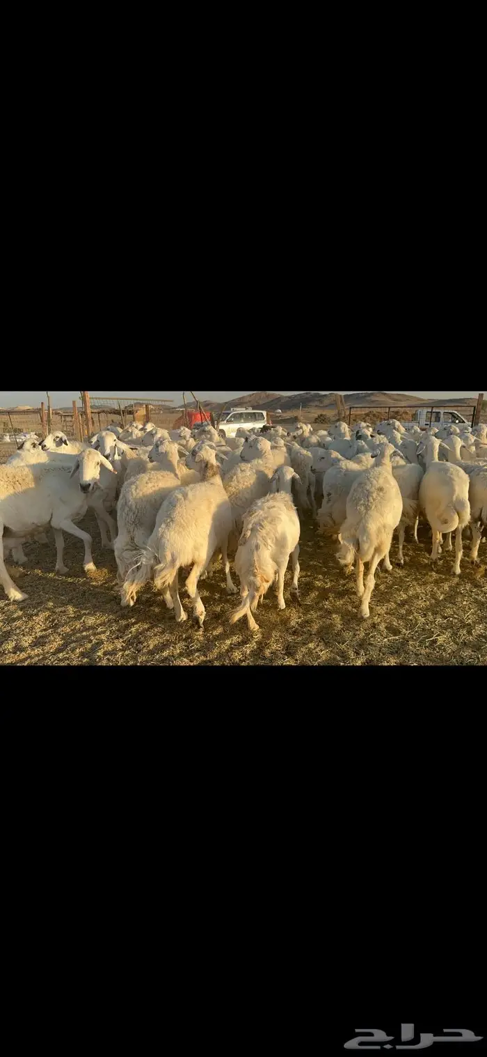 غنم حرية منوة القناي 70 بلفحل 8