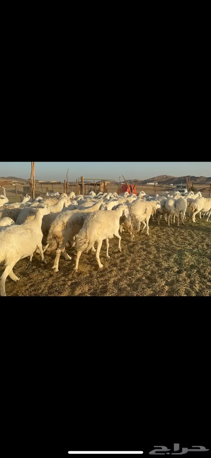 غنم حرية منوة القناي 70 بلفحل 9