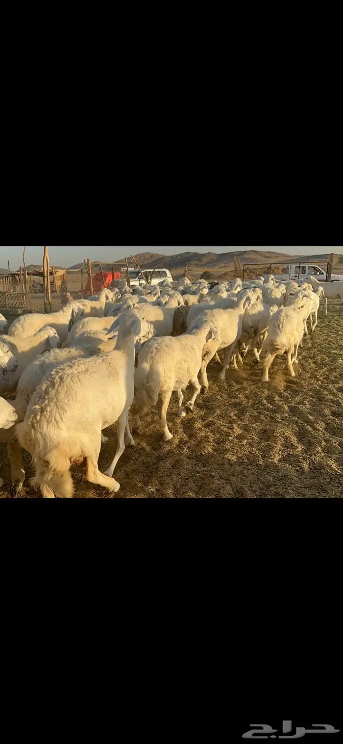 غنم حرية منوة القناي 70 بلفحل 10