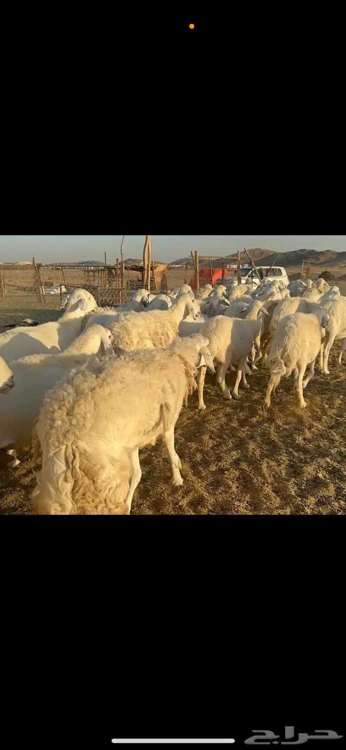 غنم حرية منوة القناي 70 بلفحل 11