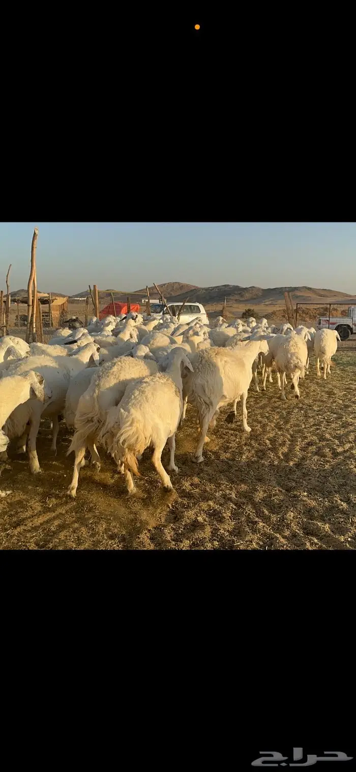 غنم حرية منوة القناي 70 بلفحل 12