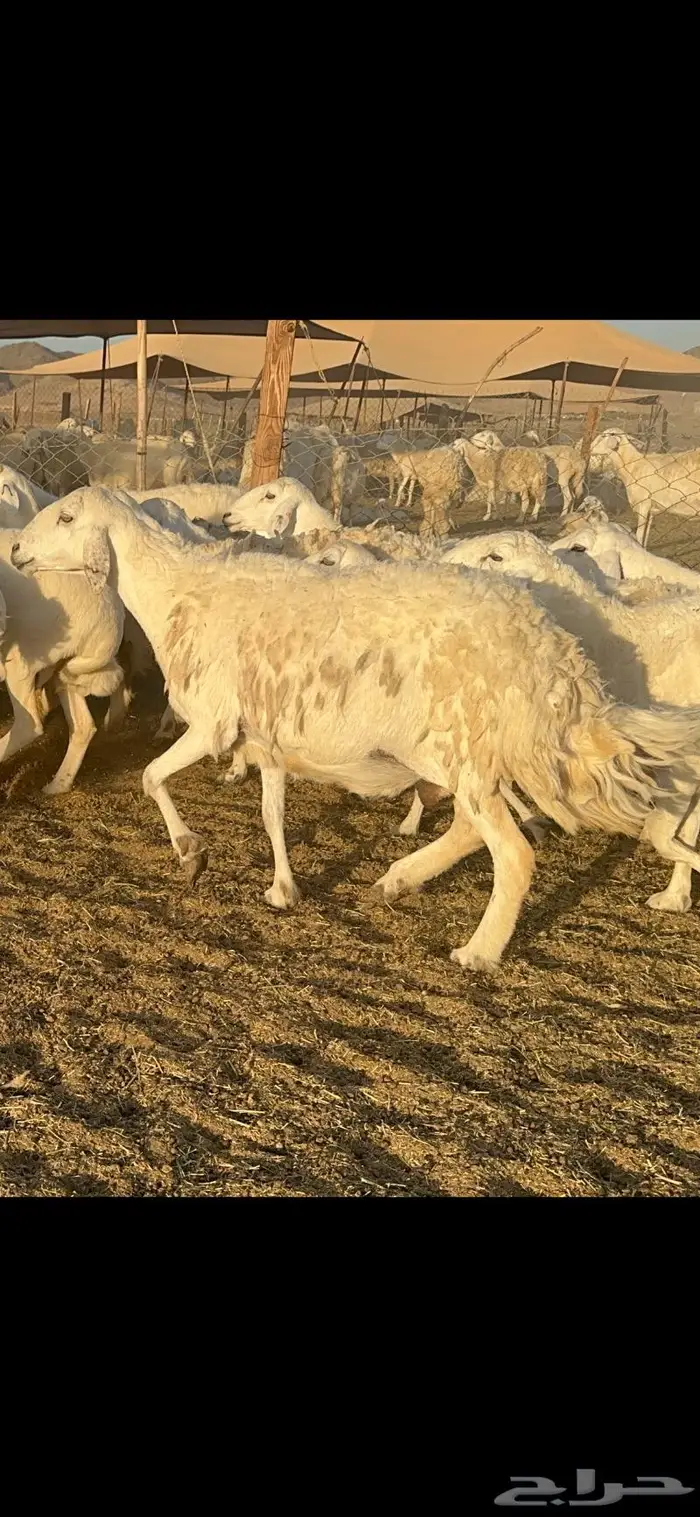 غنم حرية منوة القناي 70 بلفحل 13