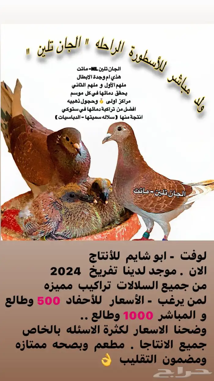 زاجل سباقات كل المسافات 7