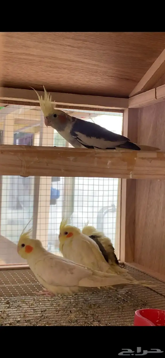 للبيع طيور الحب وطيور وطيور الكروان وطيور الروز ومستلزماتها 3