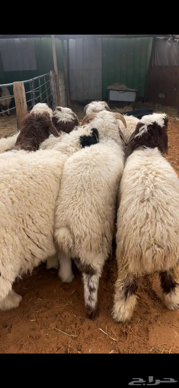 ذبايح نعيم يوجد وصلاخ 8