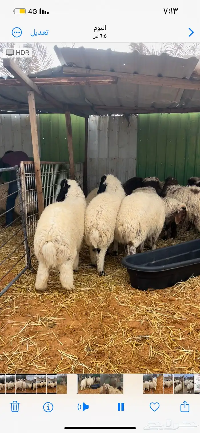 ذبايح نعيم يوجد وصلاخ 5