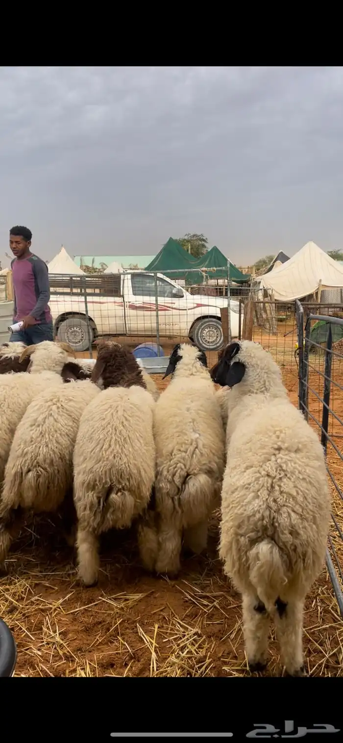 ذبايح نعيم يوجد وصلاخ 1