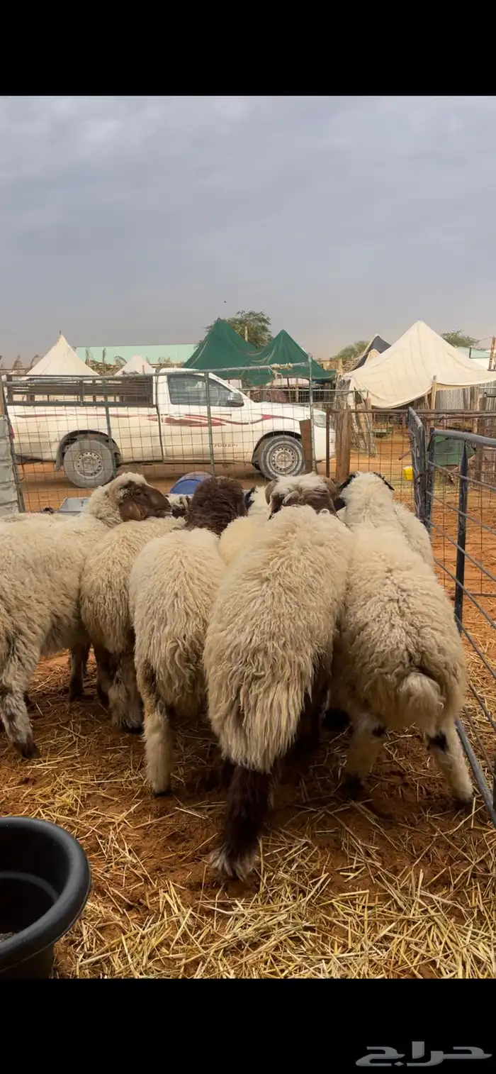 ذبايح نعيم يوجد وصلاخ 2