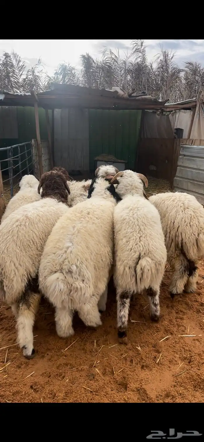 ذبايح نعيم يوجد وصلاخ 7