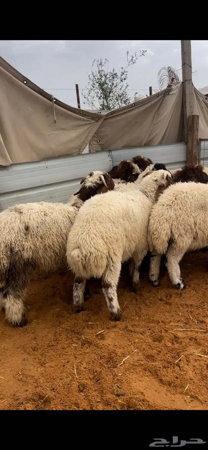 ذبايح نعيم يوجد وصلاخ 10