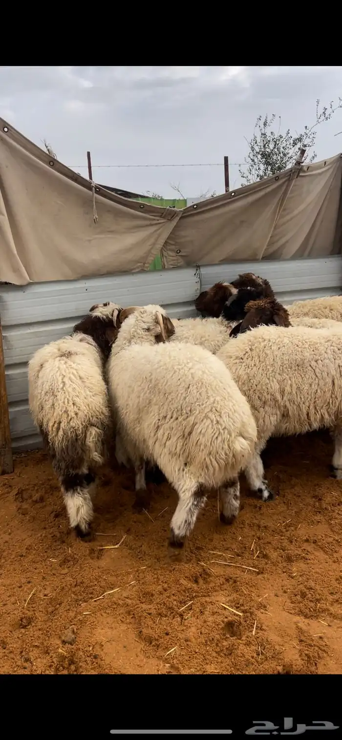 ذبايح نعيم يوجد وصلاخ 9