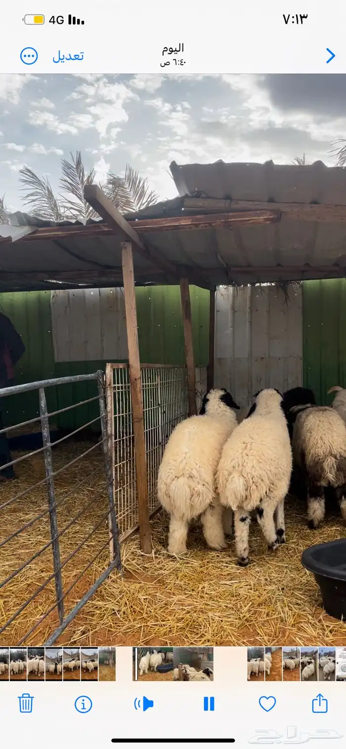 ذبايح نعيم يوجد وصلاخ 3