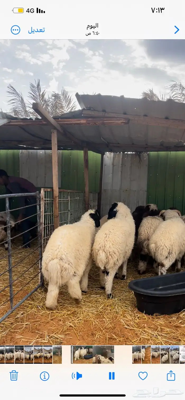 ذبايح نعيم يوجد وصلاخ 6