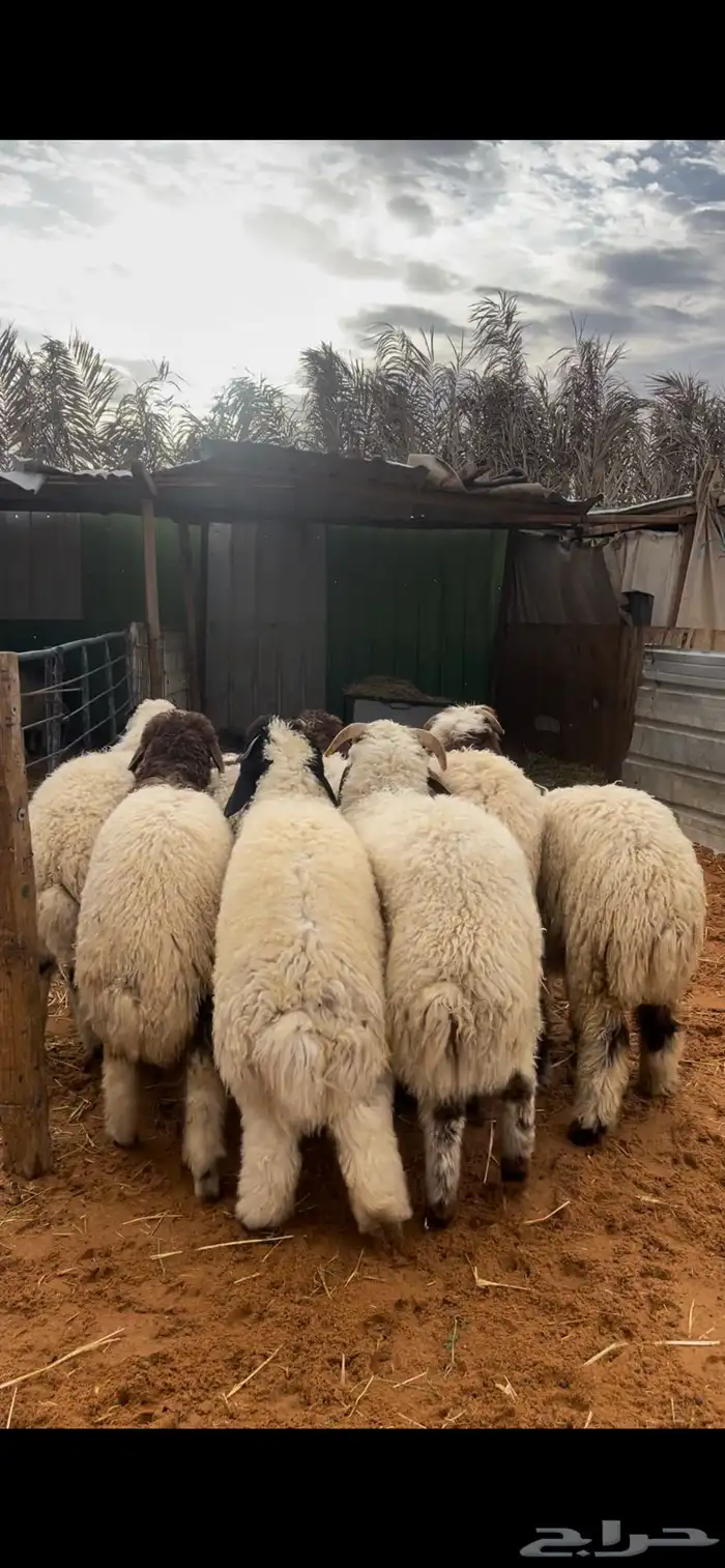 ذبايح نعيم يوجد وصلاخ 4