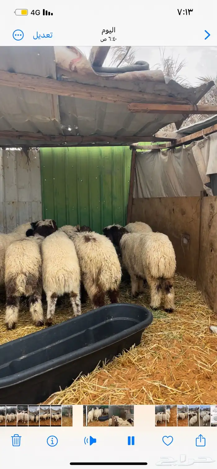 ذبايح نعيم يوجد وصلاخ 0