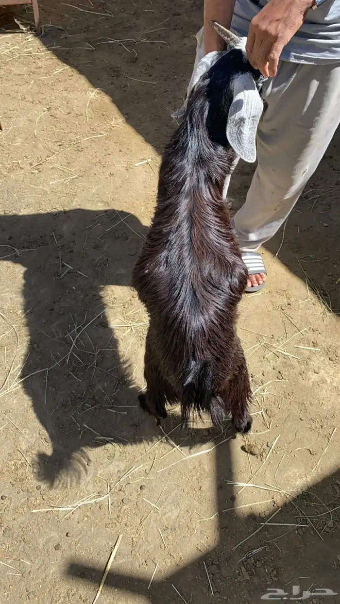 ذبايح تيوس عارضيه حلال بر على الشرط 0