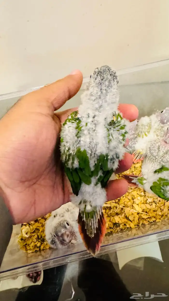 فروخ كنيور يلو سايد رد فاكتور 3