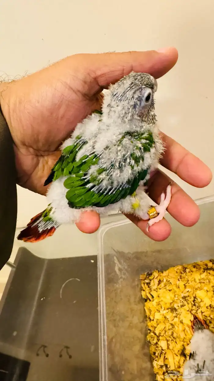 فروخ كنيور يلو سايد رد فاكتور 0