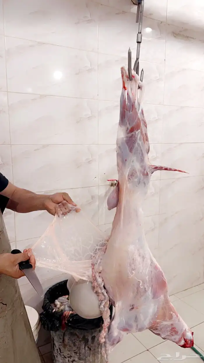 ذبايح تيوس عارضيه حلال بر على الشرط 4