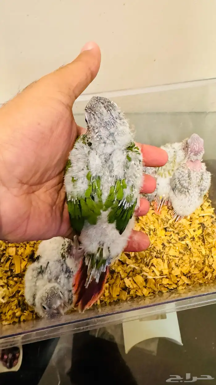 فروخ كنيور يلو سايد رد فاكتور 2