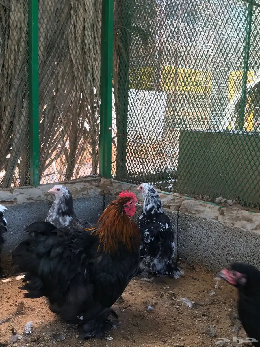 بشاير كوشن عدد حول 30 حبه تم البيع تم البيع 5
