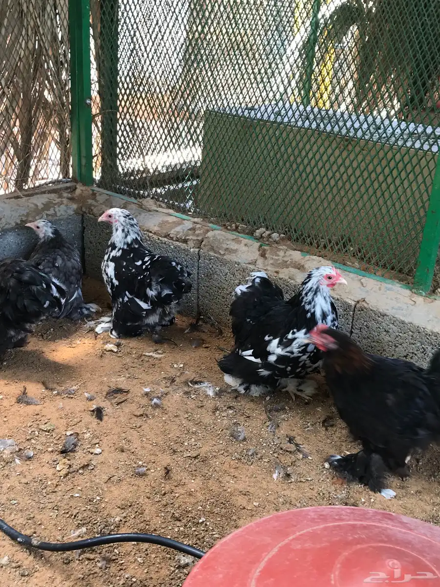 بشاير كوشن عدد حول 30 حبه تم البيع تم البيع 4