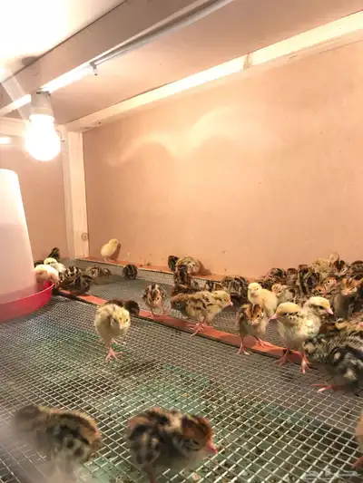 سمان طازج   سمان بياض   صوص سمان   بيض سمان 14