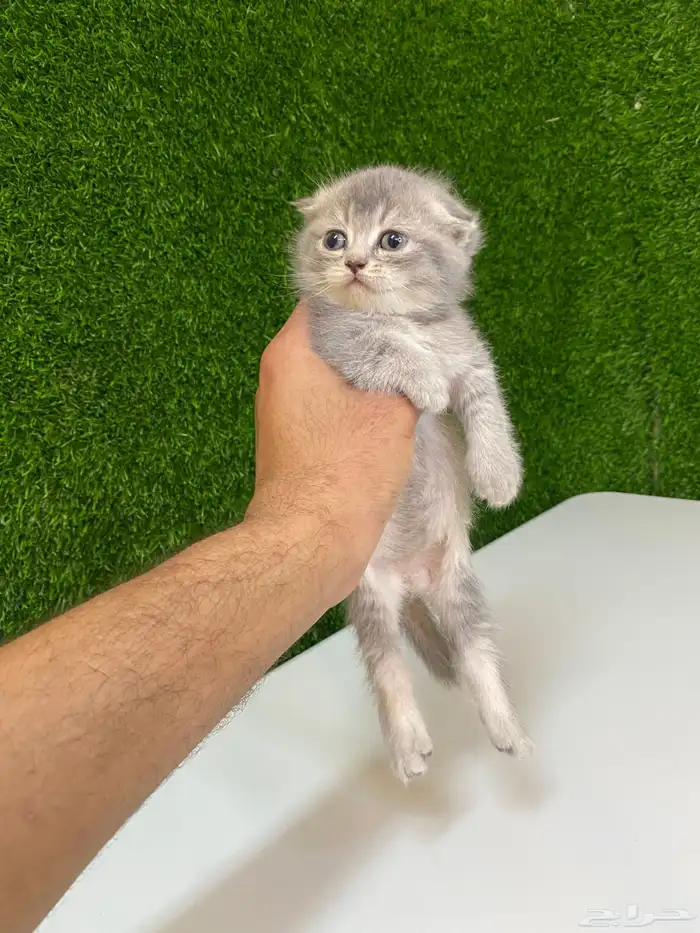 قطط صغيره هملايا وسكوتش 2