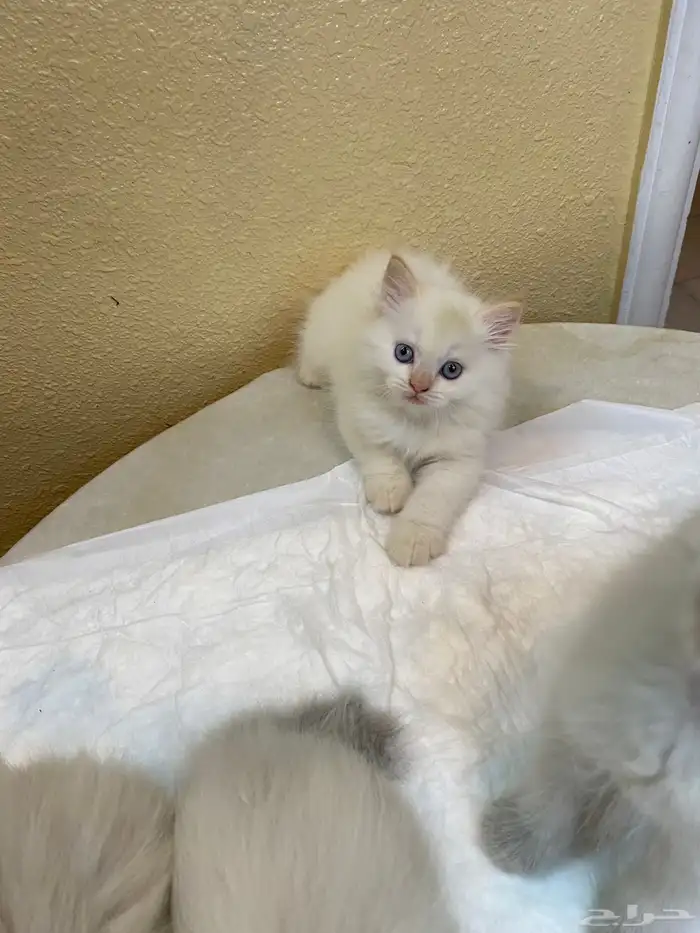 قطط صغيره هملايا وسكوتش 3