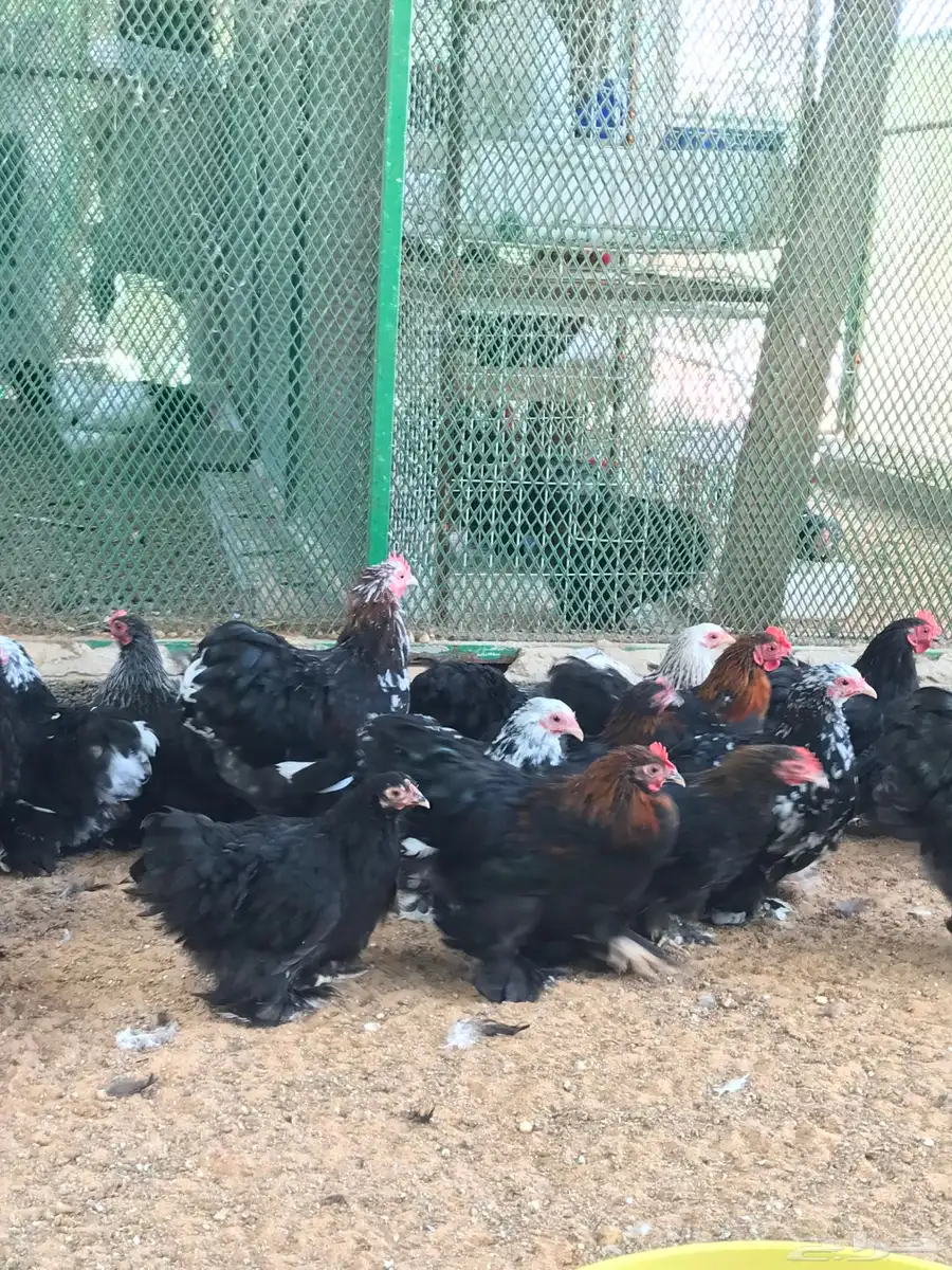 بشاير كوشن عدد حول 30 حبه تم البيع تم البيع 17