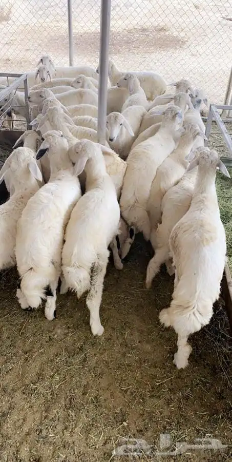 ذبائح مع خدمة الذبح والتوصيل 5