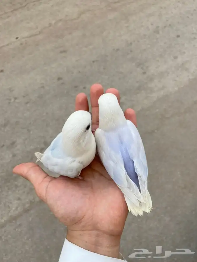 فروخ روز رخيصه 2