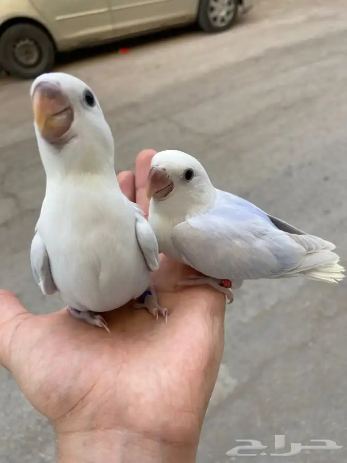 فروخ روز رخيصه 4