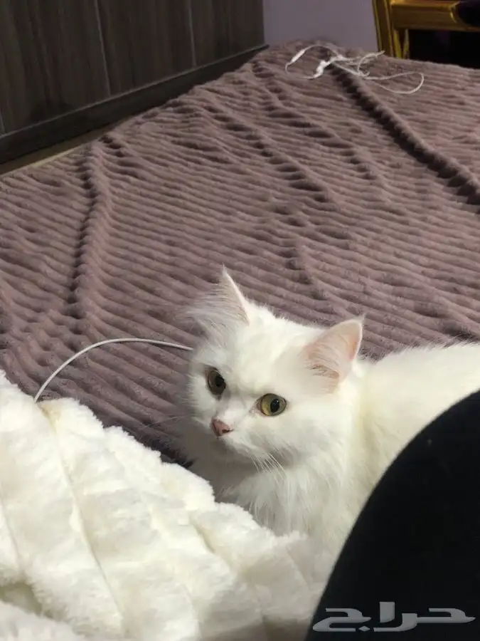 قطط الاحساء 0