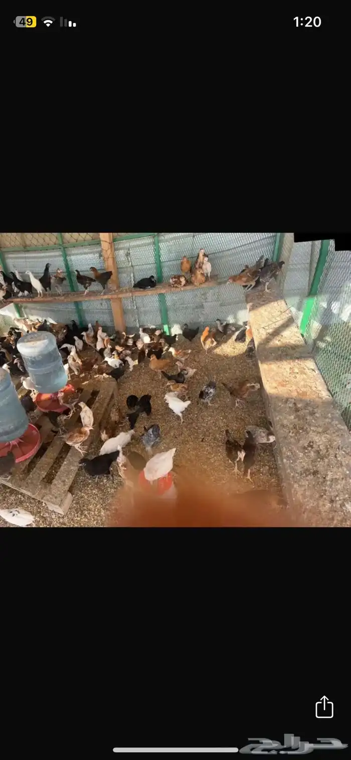 دجاج  فيومي وبلدي 5