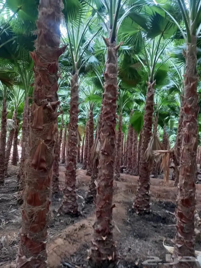 واشنطنيا زينه للبيع 2