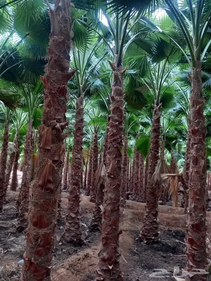 واشنطنيا زينه للبيع 3