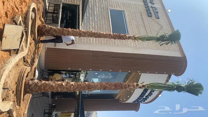 واشنطنيا زينه للبيع 7