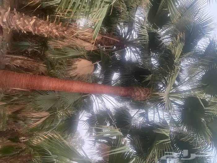 واشنطنيا زينه للبيع 6